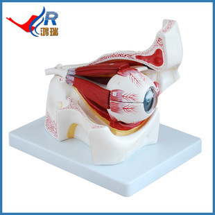 眼球与眼眶放大模型 HR-316B 医药教学中的眼解剖利器