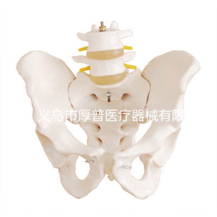 女性骨盆 结构、功能与医药教学器材解析